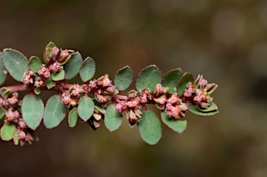 APII jpeg image of Euphorbia prostrata  © contact APII