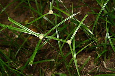 APII jpeg image of Cyperus kyllingia  © contact APII