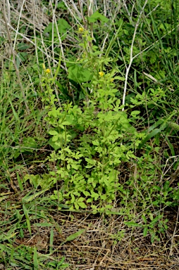 APII jpeg image of Cleome viscosa  © contact APII