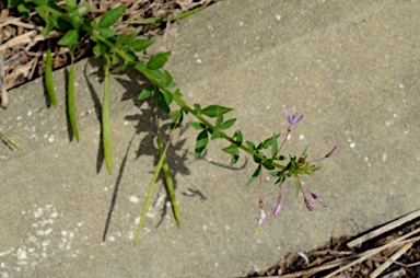 APII jpeg image of Cleome rutidosperma  © contact APII