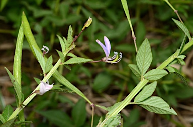 APII jpeg image of Cleome rutidosperma  © contact APII