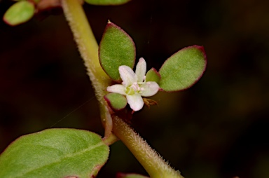 APII jpeg image of Trianthema portulacastrum  © contact APII