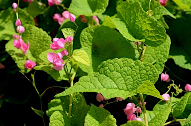 APII jpeg image of Antigonon leptopus  © contact APII