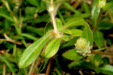 APII jpeg image of Gomphrena celosioides  © contact APII