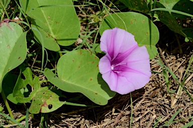 APII jpeg image of Ipomoea pes-caprae subsp. brasiliensis  © contact APII