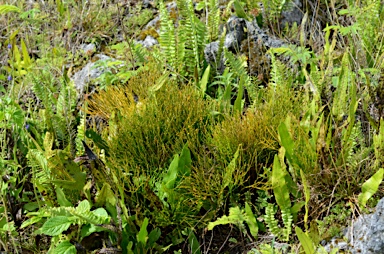 APII jpeg image of Psilotum nudum  © contact APII