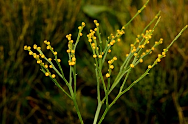 APII jpeg image of Psilotum nudum  © contact APII