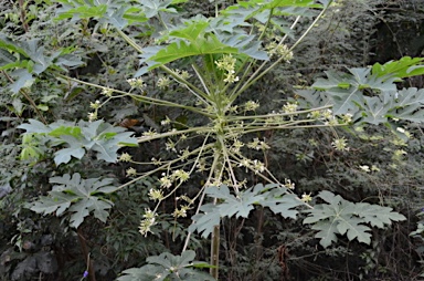 APII jpeg image of Carica papaya  © contact APII