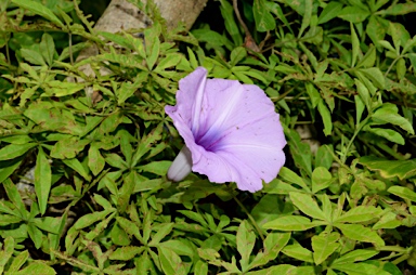 APII jpeg image of Ipomoea cairica  © contact APII