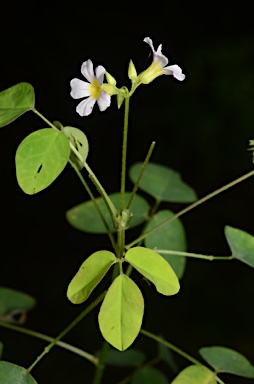 APII jpeg image of Oxalis barrelieri  © contact APII