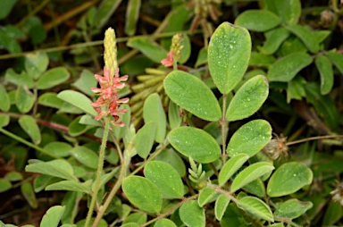 APII jpeg image of Indigofera hirsuta  © contact APII