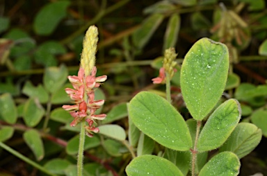 APII jpeg image of Indigofera hirsuta  © contact APII