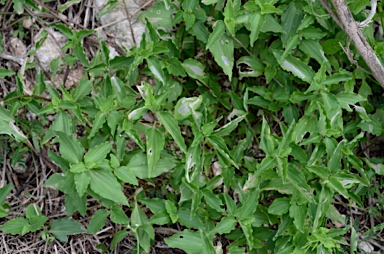 APII jpeg image of Commelina benghalensis  © contact APII