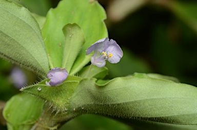 APII jpeg image of Commelina benghalensis  © contact APII