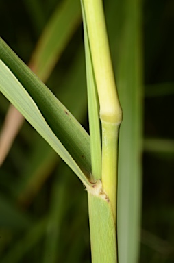 APII jpeg image of Sorghum bicolor  © contact APII