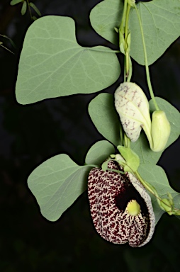 APII jpeg image of Aristolochia elegans  © contact APII