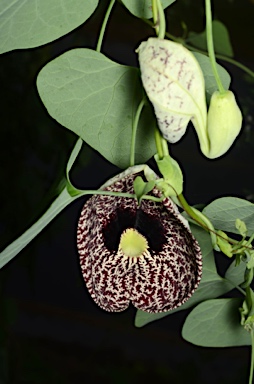 APII jpeg image of Aristolochia elegans  © contact APII