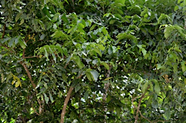 APII jpeg image of Dysoxylum gaudichaudianum  © contact APII