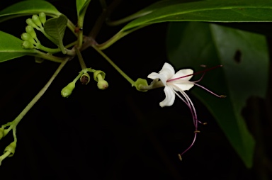 APII jpeg image of Clerodendrum inerme  © contact APII