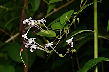 APII jpeg image of Clerodendrum inerme  © contact APII