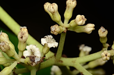 APII jpeg image of Pisonia umbellifera  © contact APII