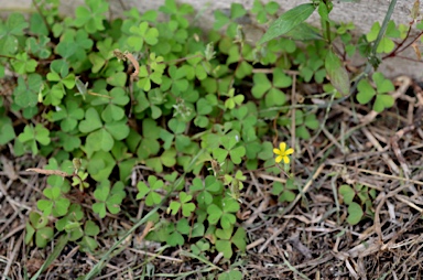 APII jpeg image of Oxalis corniculata  © contact APII