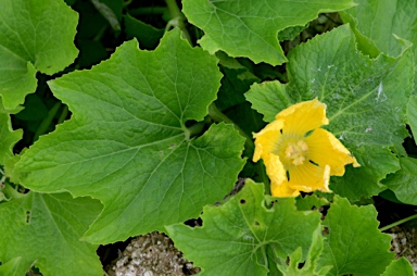 APII jpeg image of Cucurbita moschata  © contact APII