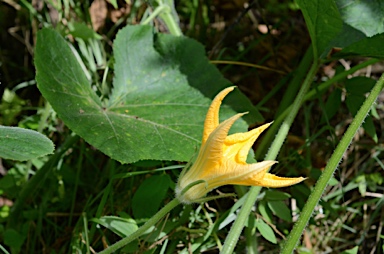 APII jpeg image of Cucurbita maxima  © contact APII