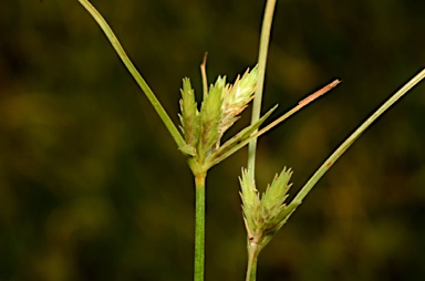 APII jpeg image of Cyperus compressus  © contact APII