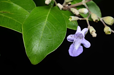 APII jpeg image of Vitex trifolia var. subtrisecta  © contact APII