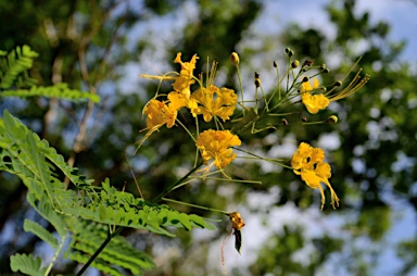 APII jpeg image of Delonix regia  © contact APII