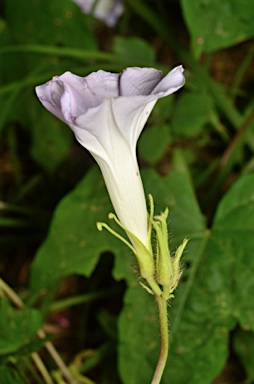 APII jpeg image of Ipomoea  © contact APII