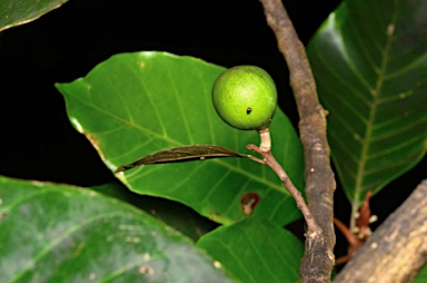 APII jpeg image of Planchonella nitida  © contact APII