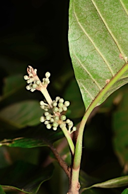 APII jpeg image of Planchonella nitida  © contact APII