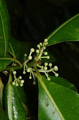 APII jpeg image of Calophyllum inophyllum  © contact APII