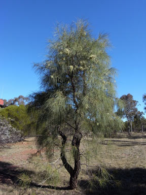 APII jpeg image of Hakea lorea  © contact APII