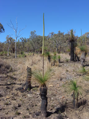 APII jpeg image of Xanthorrhoea johnsonii  © contact APII