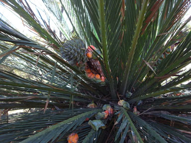 APII jpeg image of Macrozamia moorei  © contact APII