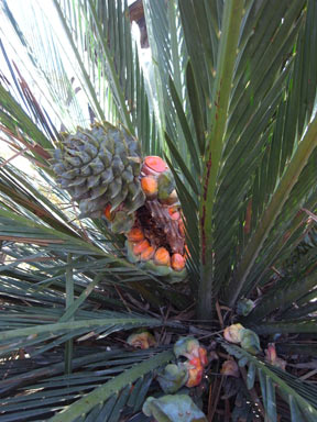 APII jpeg image of Macrozamia moorei  © contact APII