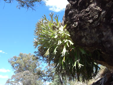 APII jpeg image of Platycerium veitchii  © contact APII