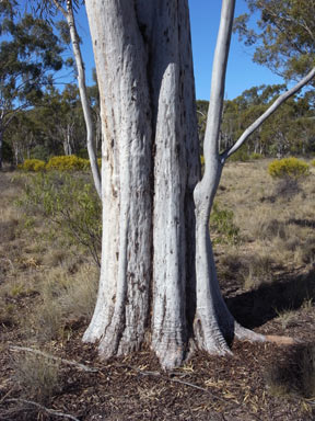 APII jpeg image of Eucalyptus thozetiana  © contact APII