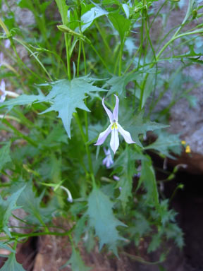 APII jpeg image of Isotoma petraea  © contact APII