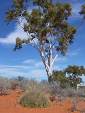 APII jpeg image of Corymbia aparrerinja  © contact APII