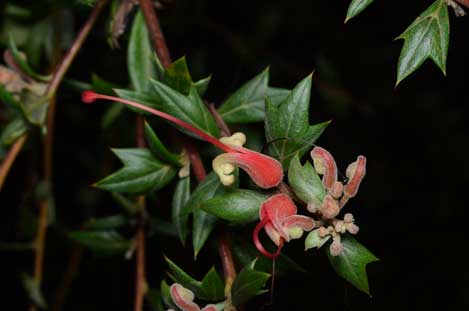 APII jpeg image of Grevillea tripartita subsp. macrostylis  © contact APII