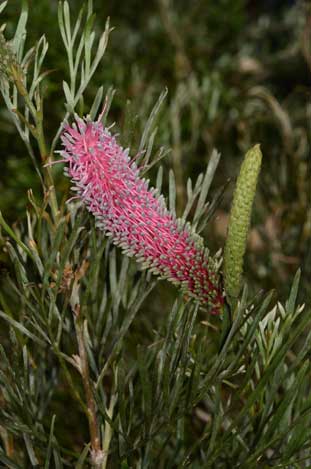 APII jpeg image of Grevillea petrophiloides  © contact APII