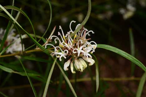 APII jpeg image of Grevillea 'White Gem'  © contact APII