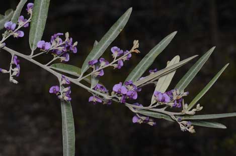 APII jpeg image of Hovea apiculata  © contact APII