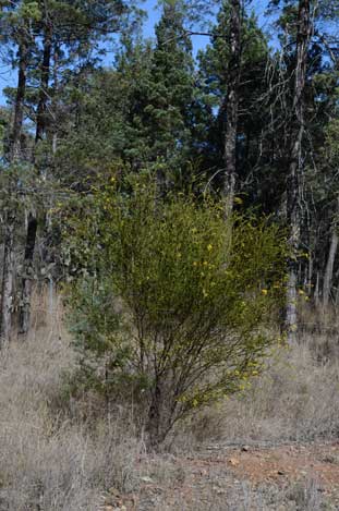 APII jpeg image of Acacia conferta  © contact APII