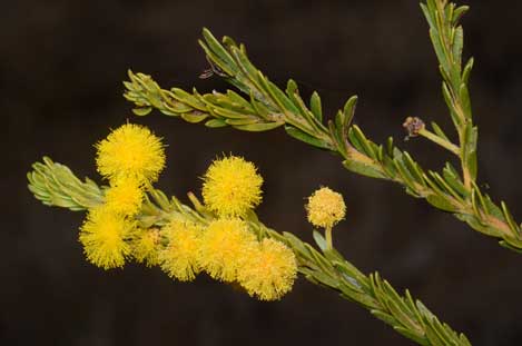 APII jpeg image of Acacia conferta  © contact APII