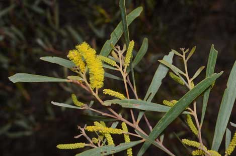 APII jpeg image of Acacia burrowii  © contact APII